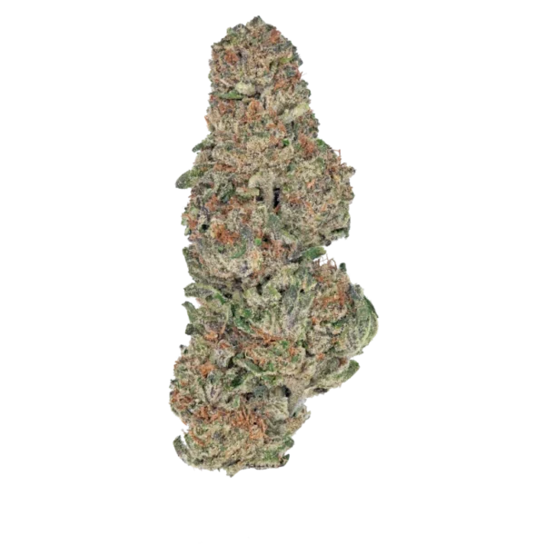 Bulk Greenhouse Flower Gelatti
