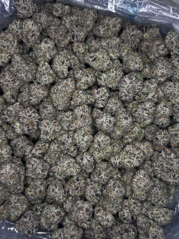 Pink Gelato 🍧